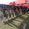 RASTRA DE DISCOS JUBER RS MAX, 64 DIS, CHASIS EXCELENTE, GOMAS 11L16(8) - Image 8